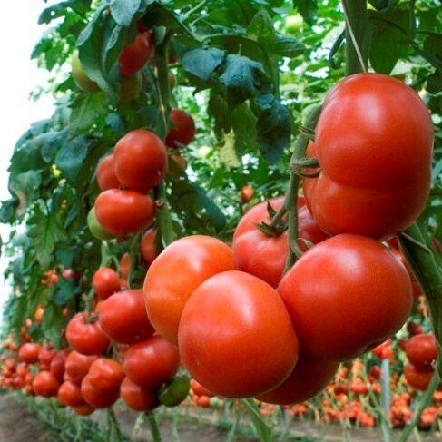 Tomāti MAHITOS F1 100 gab Rijk Zwaan